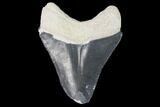 Serrated, Bone Valley Megalodon Tooth - Florida #99843-1